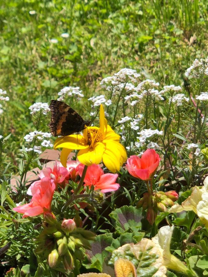 Chata Primula Zuberec Εξωτερικό φωτογραφία